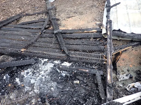 An expert fire investigation determined that at least one of four heat lamps used to keep chickens and goats warm in this barn overnight was the source of the fire.