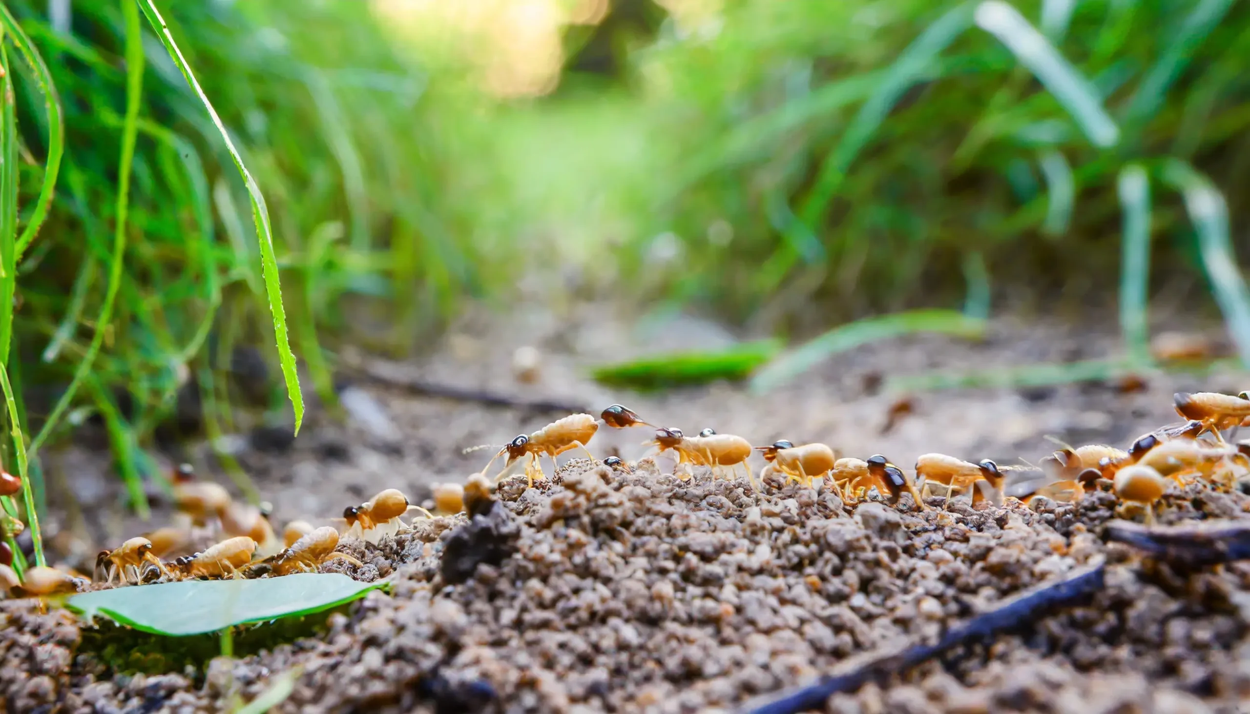 Termites can cause deep structural damage, so even flippers who eliminate the pests may not address their long-term impact on a house.