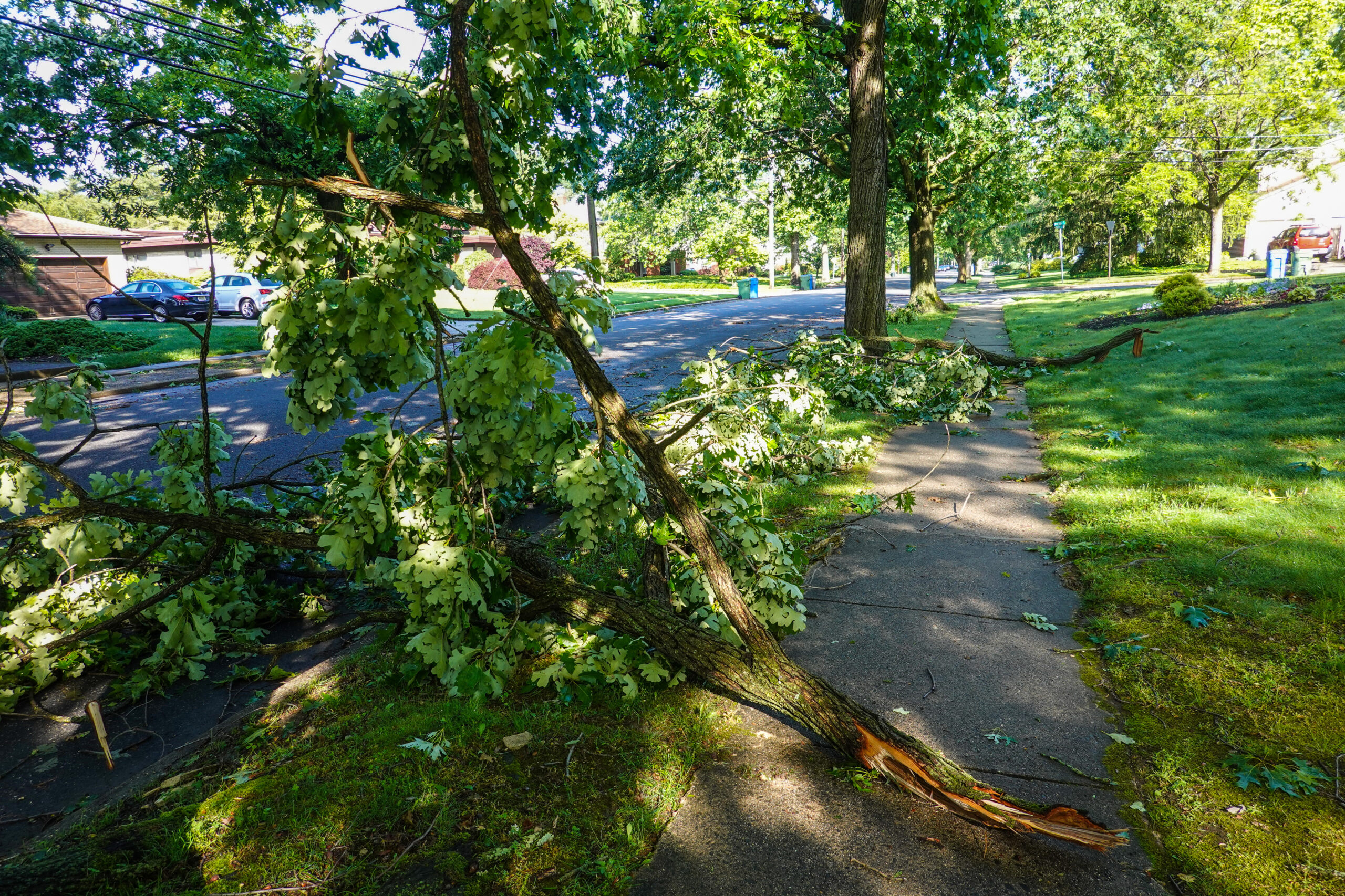 Human influence, such as a technician performing utility work, might lead to tree damage that could eventually cause it to fall.