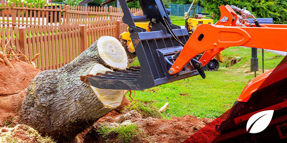 A tractor cutting down a tree in a forested area, with fallen branches scattered around the base.