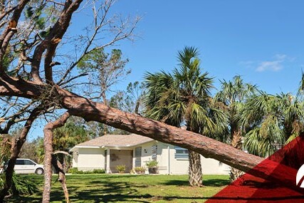 A tree has toppled over, resting on a house and a car, highlighting the impact of severe weather conditions.