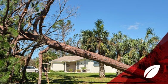 A tree has toppled over, resting on a house and a car, highlighting the impact of severe weather conditions.