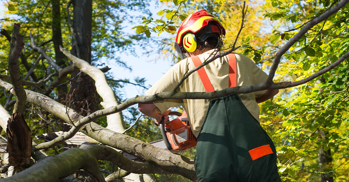 A man wearing a safety vest is using a chainsaw to cut down a tree in a wooded area.