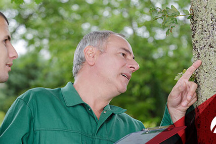 Man inspecting tree damage.