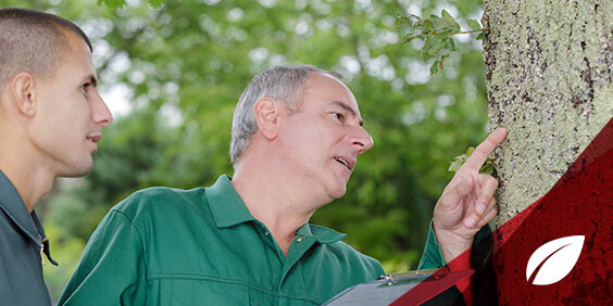 Man inspecting tree damage.