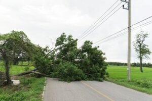 A fallen tree rests on the roadside, its branches extending into the grass, creating an obstruction for passing vehicles.