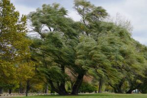 Trees bending in strong wind under a cloudy sky.