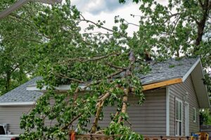 Large tree fallen across the roof of a house, with branches and leaves covering the shingles after storm damage.