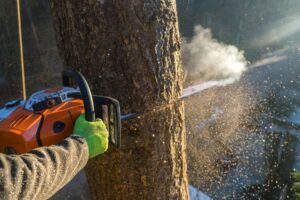 A person with a chainsaw cuts down a tree