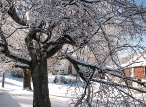 A snow-covered tree with broken branches.