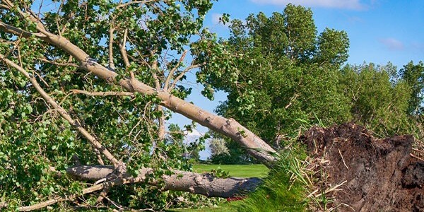 A large tree has toppled over a grassy field, its roots exposed and branches resting on the ground.