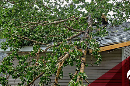 Large tree fallen across the roof of a house, with branches and leaves covering the shingles after storm damage.