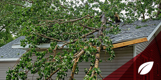Large tree fallen across the roof of a house, with branches and leaves covering the shingles after storm damage.