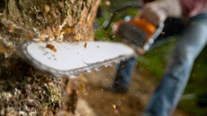 A person is actively cutting down a tree with a chainsaw