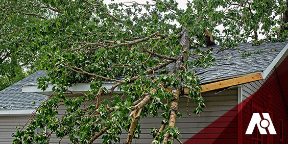 A large part of a tree lays across the roof of a house